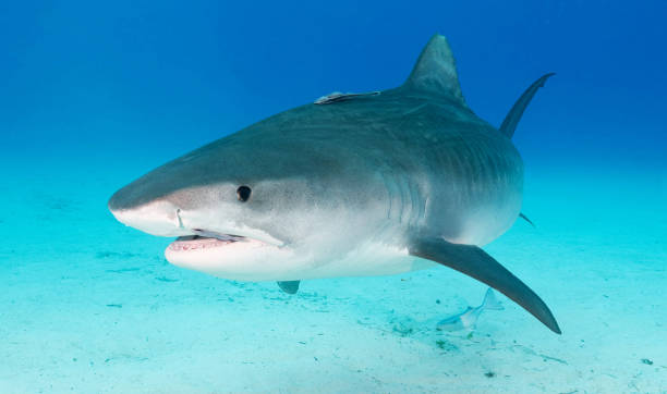 istock Beautiful Bahamas underwater pictures 1411951739