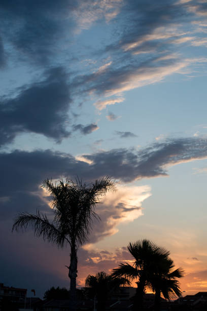 Silhouette of palm tree in small West Coast town of Port Nolloth, South Africa