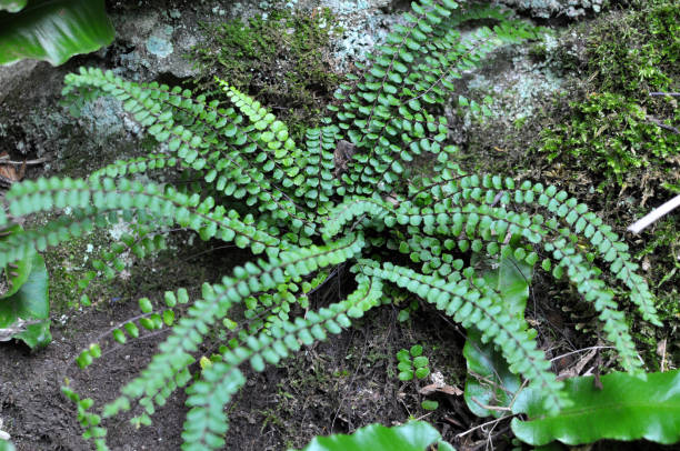 istock Asplenium trichomanes fern grows on the stone 1411953830