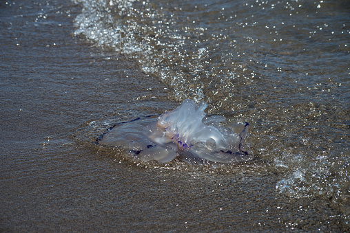 Closeup of wild jellyfish on the beach