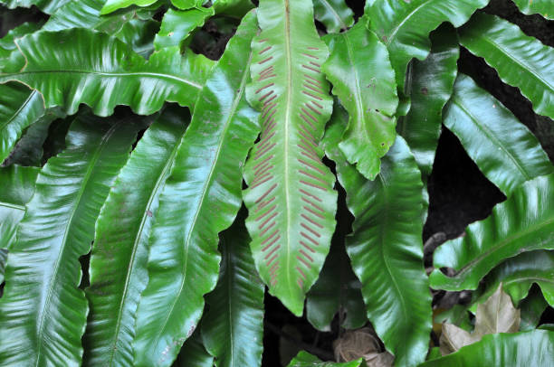 istock In the wild, fern Asplenium scolopendrium grows 1411954258