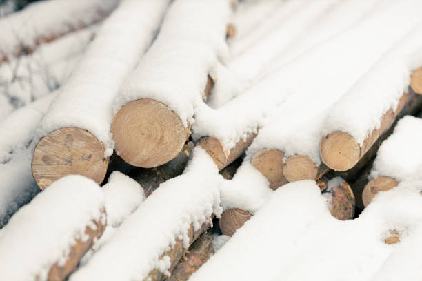 istock snow-covered fallen trees in the winter forest 1411955769