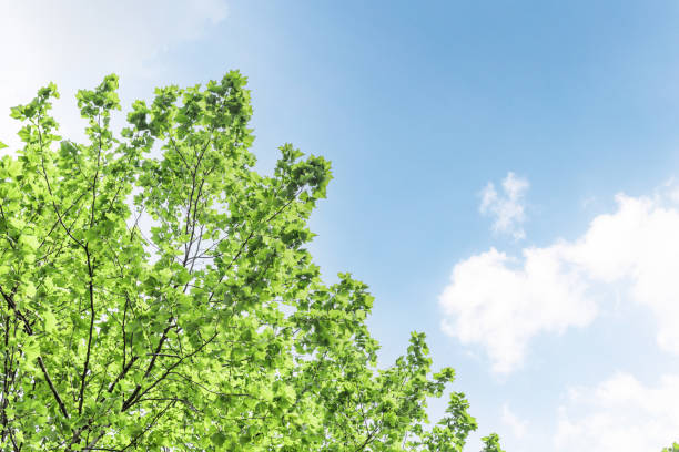 istock The shade by the roadside 1411957299