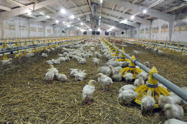 istock Farm for growing broiler chickens 1411957319