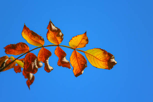 Branch of tree with yelowish red colour leaves with blue sky background welcoming autumn