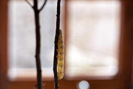 Silkworm, bombyx mori, moving