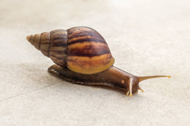 istock big helix snail on concrete floor close up 1411958501