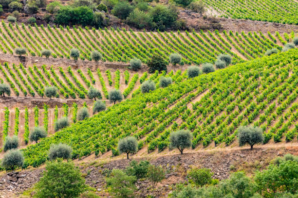Grape vines and a few olive trees along the Douro River in Portugal stock photo
