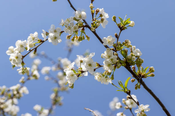 istock apple fruit trees blooming in the spring season 1411959788