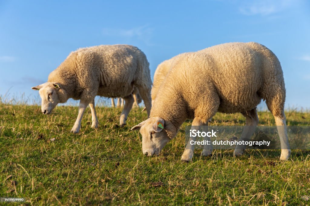 Sheeps on the dyke of the island Terschelling  (the Netherlands) Agricultural Field Stock Photo