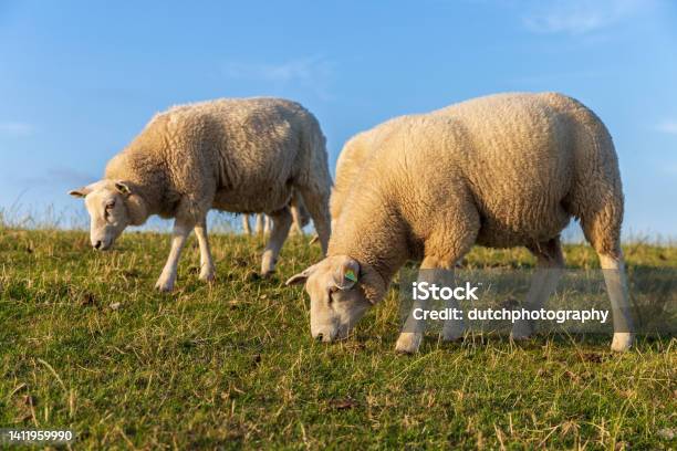 Sheeps On The Dyke Of The Island Terschelling Stock Photo - Download Image Now