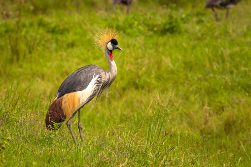 Portrait of Grey crowned crane ( Balearica regulorum), african bird with crown of stiff golden feathers, Lake Mburo National Park, Uganda.  Horizontal.