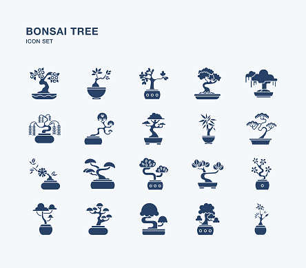Types of bonsai tree with pot