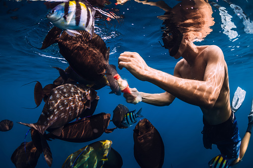 Freediver man with food in bottle feeds school of fish in ocean