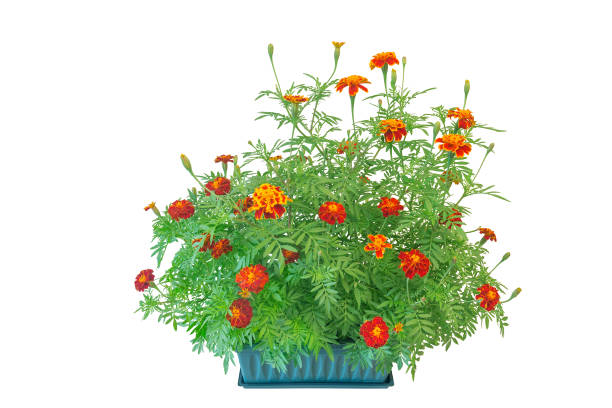 Tagetes flowers isolated on the white background.