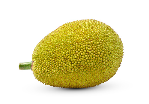 Young jackfruit isolated on white background.