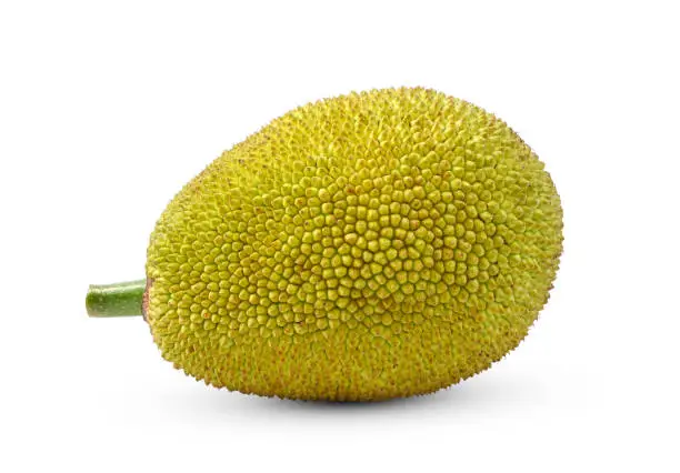 Young jackfruit isolated on white background.