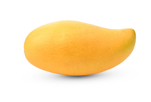 Yellow Mango , Ripe Mango isolated on a white background