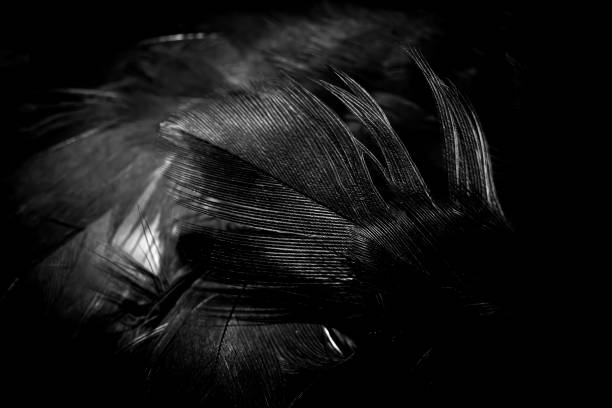 istock black hawk feathers with visible detail. background or texture 1411963749