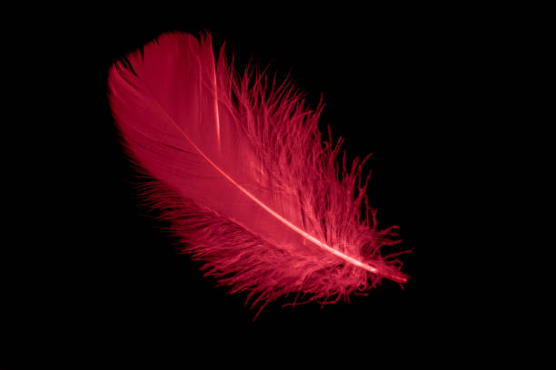 istock a red goose feather on a black isolated background 1411963763