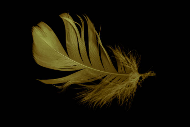 istock gold feather goose on a black isolated background 1411963766