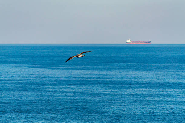 istock Sunset over Black Sea, Ukraine 1411965717