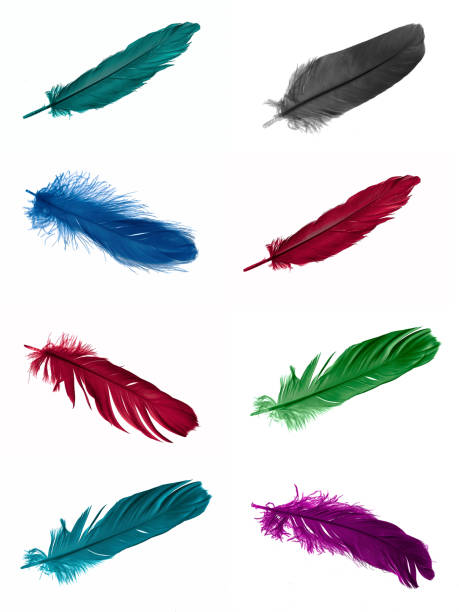 istock colorful feathers of a goose on a white isolated background 1411965885