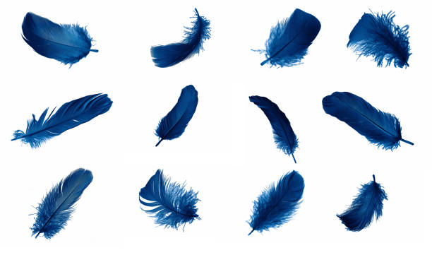 istock blue goose feathers on a white isolated background 1411965886