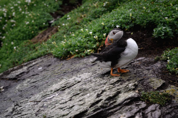 istock Puffins of Skellig Michael island 1411966002