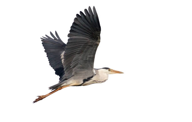 istock Gray heron in flight against the sky. On white background. Isolated 1411967052