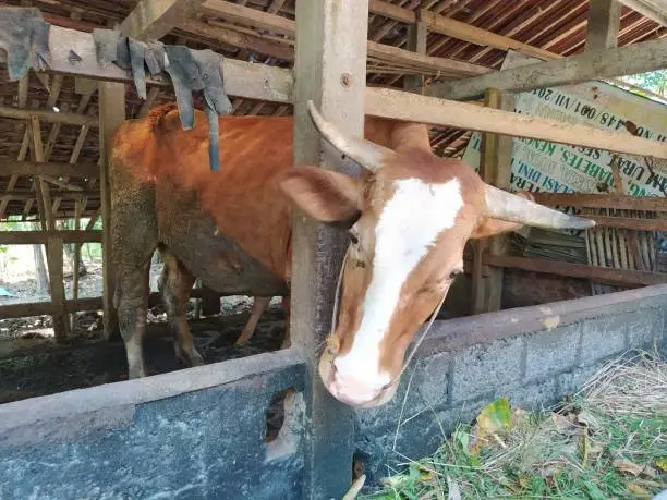 Little brown cow Close up. The little brown cow has a cute face with big eyes.  Indonesian Cow Animalia. Farm animals to help Farm - Cultivated land, Mammals in stables in Summer.
