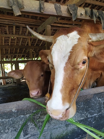 Little brown cow Close up. The little brown cow has a cute face with big eyes.  Indonesian Cow Animalia. Farm animals to help Farm - Cultivated land, Mammals in stables in Summer.