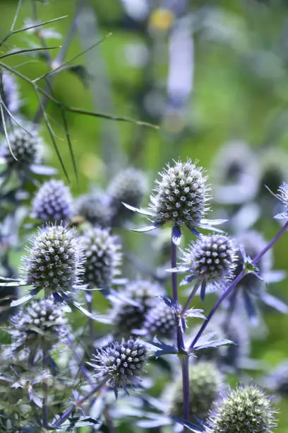 Spikey slate blue globe thistle flowers blooming and flowering.