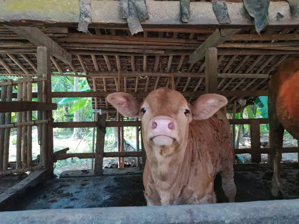Little brown cow Close up. 
The little brown cow has a cute face with big eyes.  Indonesian Cow Animalia
Farm animals to help Farm - Cultivated land, Mammals in stables in Summer.