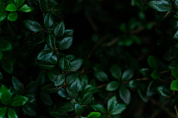 istock green branches of a shrub, young foliage macro 1411967244