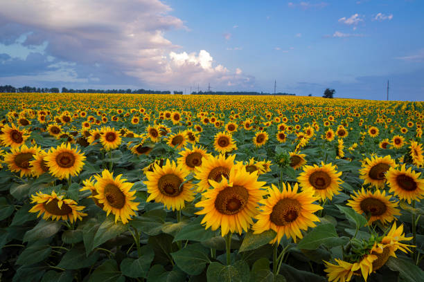 istock Panorama Landscape Of Sunflower fields And blue Sky clouds Background. 1411967387