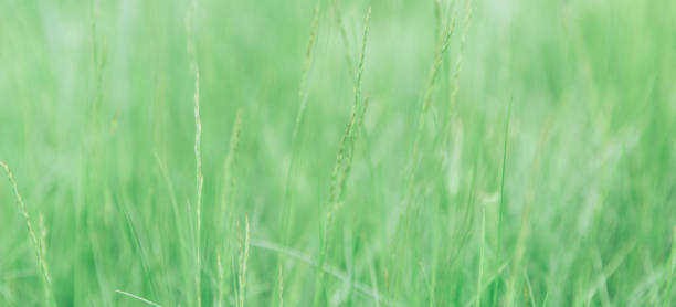 istock Green grass texture as background. Perspective view and selective focus. artistic abstract spring or summer background with fresh grass as banner or eco wallpaper. Leaves blur effect. Macro nature 1411967540