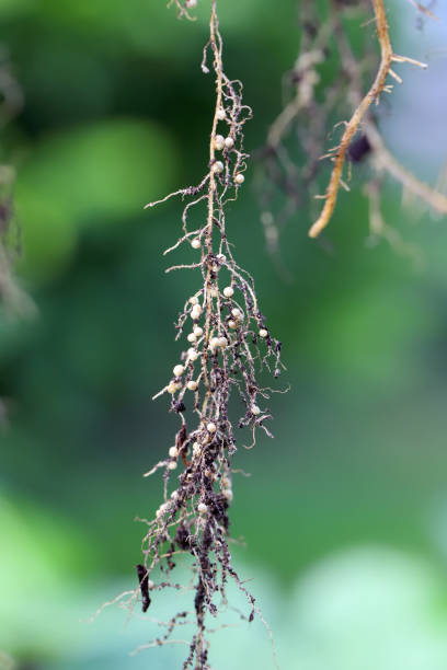 istock Nodules on the bean roots. Atmospheric nitrogen-fixing bacteria live inside. 1411968813