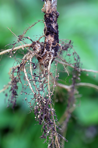 Nodules on the bean roots. Atmospheric nitrogen-fixing bacteria live inside.