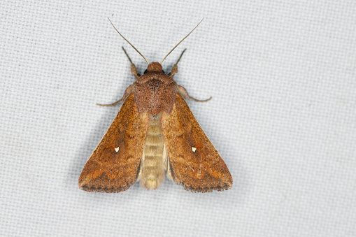 White-Point Moth, Mythimna albipuncta, an insect lured by the light.