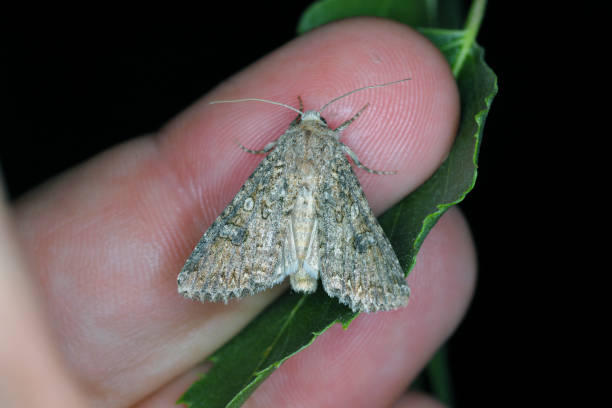 istock Cabbage moth (Mamestra brassicae). Insect in the family Noctuidae. 1411968844