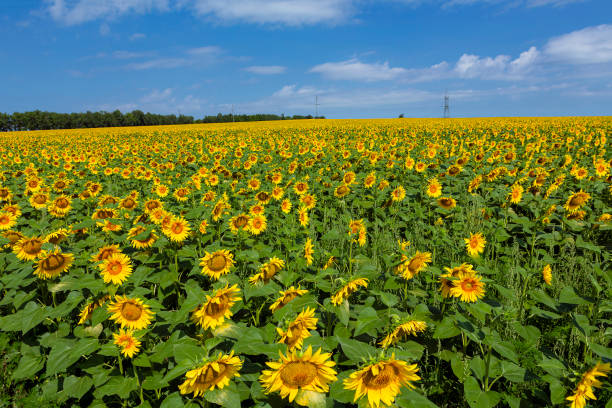 istock Panorama Landscape Of Sunflower fields And blue Sky clouds Background. 1411969057