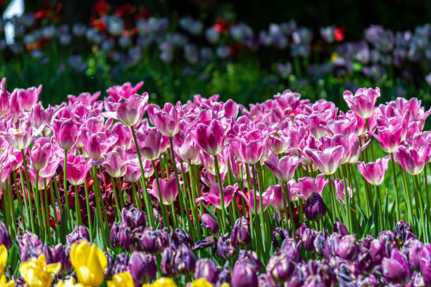 istock Purple tulips in garden 1411969746