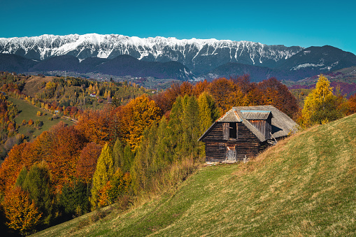 Majestic autumn scenery and colorful deciduous forest on the hills. Colorful forest on the slope and snowy mountains in background, Piatra Craiului mountains, Carpathians, Transylvania, Romania, Europe