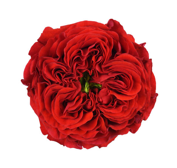 istock Red rose flowerisolated on white 1411969813