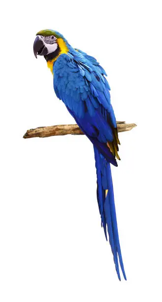 Photo of Blue parrot (Ara) isolated