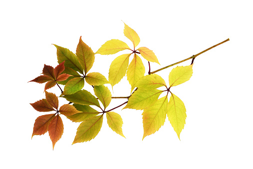 Twig with colorful autumn leaves of wild grape isolated on white
