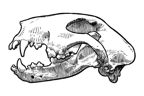 vektorzeichnung eines schädels eines bullterriers - animal skull illustrations stock-grafiken, -clipart, -cartoons und -symbole