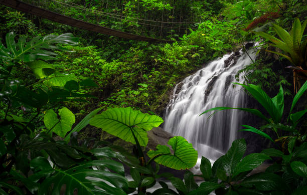 istock Suspension bridge in tropical rain forest 1411972141