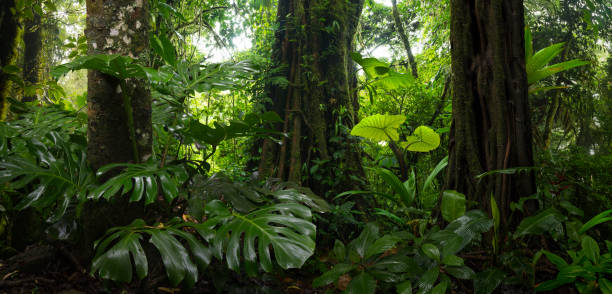 foresta pluviale tropicale centroamericana - tropical rain forest foto e immagini stock